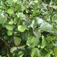 Nasturtium officinale W.T.Aiton